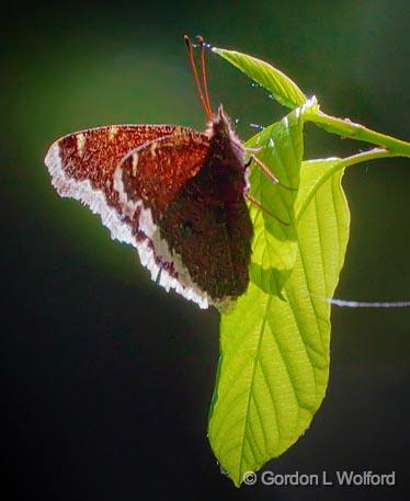 Mourning Cloak Butterfly_00425.jpg - Photographed near Ottawa, Ontario - the capital of Canada.